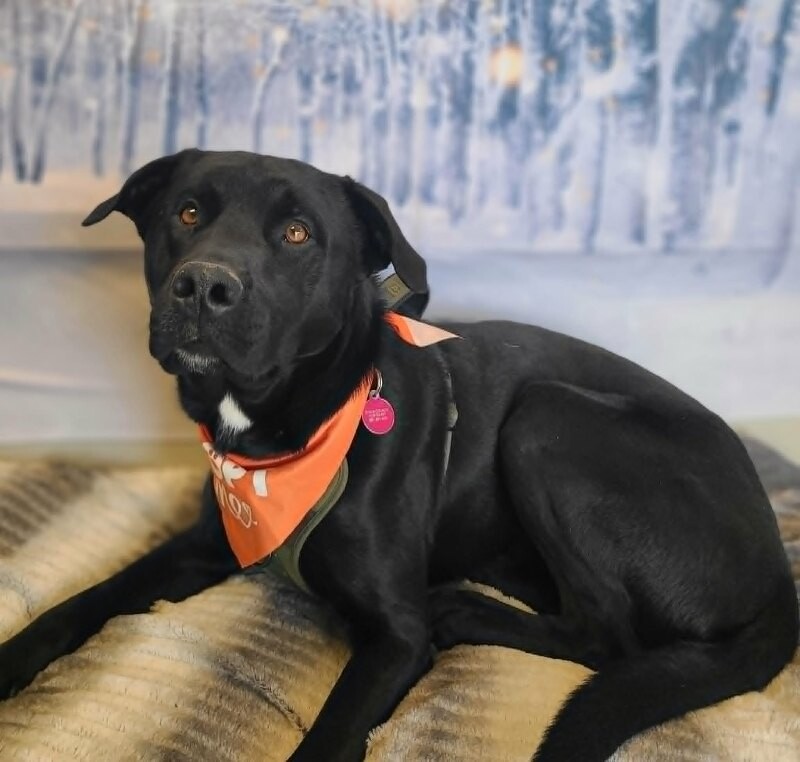 Picture of the Animal Listed